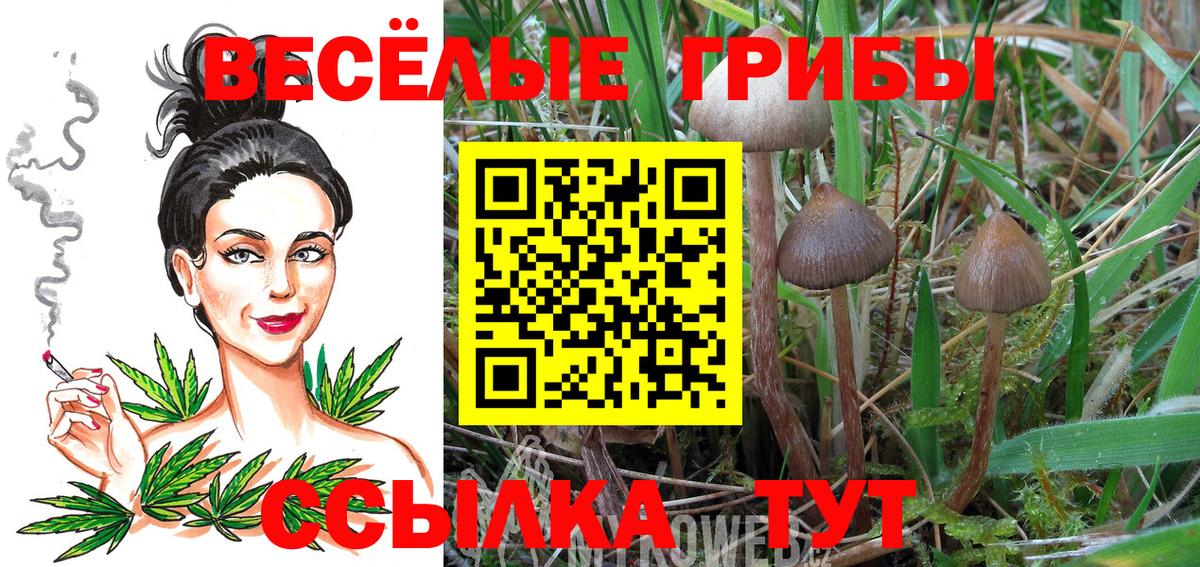 Псилоцибиновые грибы прущие грибы Хасавюрт